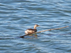Tachybaptus ruficollis