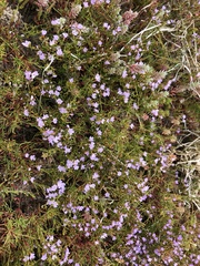 Limonium kraussianum