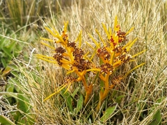 Aciphylla hectori