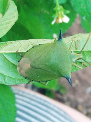 Biprorulus bibax