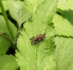 Avephora maculata