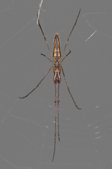 Tetragnatha bogotensis