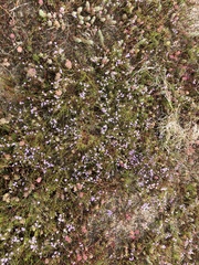 Limonium kraussianum