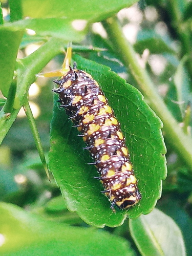 Dainty Swallowtail photo 2
