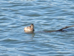 Tachybaptus ruficollis