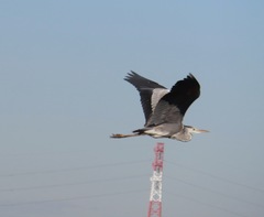 Ardea cinerea