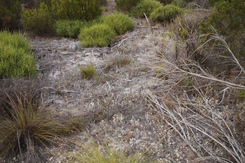 Image of Helichrysum indicum by (c) Tony Rebelo, some rights reserved (CC BY-SA)