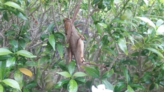 Valanga nigricornis