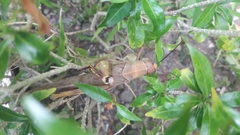 Valanga nigricornis