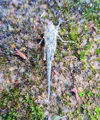 Scelimena gombakensis