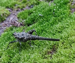 Scelimena gombakensis