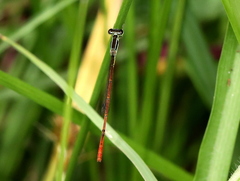 Agriocnemis falcifera