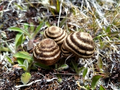 Entoloma perzonatum