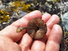 Entoloma perzonatum