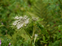 Selinum vaginatum