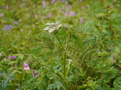 Selinum vaginatum