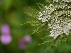 Selinum vaginatum