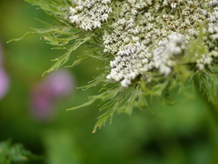 Selinum vaginatum
