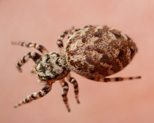 Peppered Jumping Spider