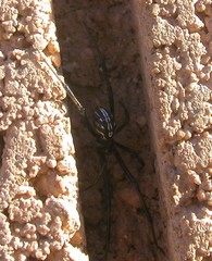 Latrodectus hesperus