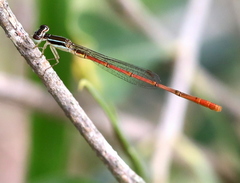 Agriocnemis falcifera