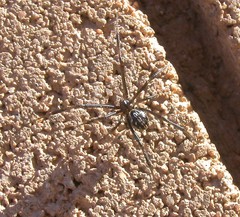 Latrodectus hesperus