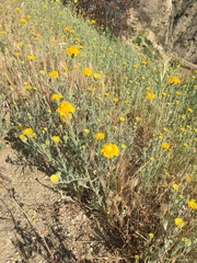 Chaenactis glabriuscula glabriuscula