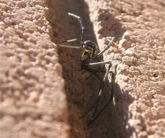 Latrodectus hesperus