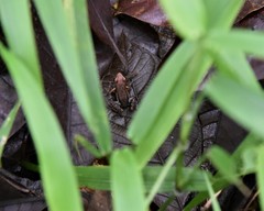 Epipedobates boulengeri