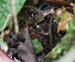 Epipedobates boulengeri