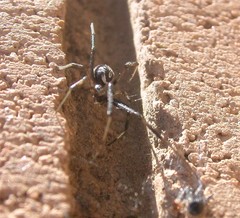 Latrodectus hesperus
