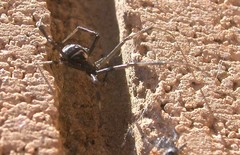 Latrodectus hesperus
