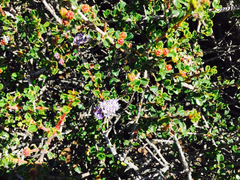 Ceanothus masonii