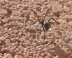 Latrodectus hesperus