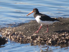 Haematopus ostralegus
