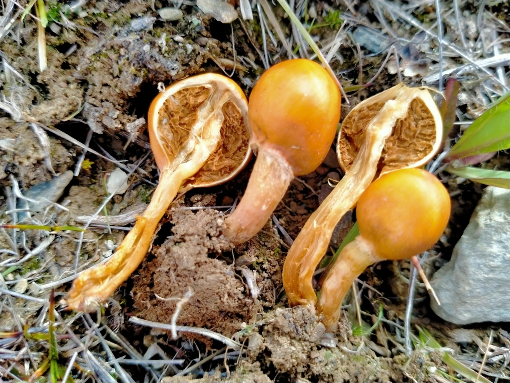 Deconica baylisiana