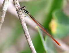 Agriocnemis falcifera