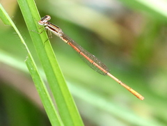 Agriocnemis falcifera
