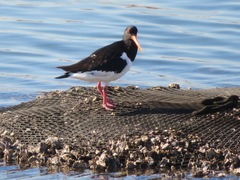 Haematopus ostralegus