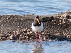 Haematopus ostralegus