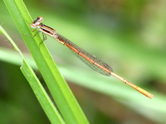 Agriocnemis falcifera