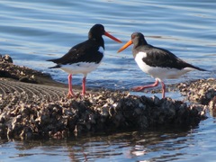 Haematopus ostralegus