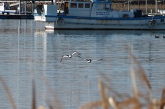 Haematopus ostralegus