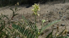 Astragalus pomonensis