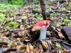 Russula roseopileata