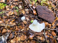 Russula roseopileata