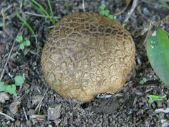 Scleroderma flavidum macrosporum