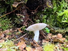 Russula roseopileata