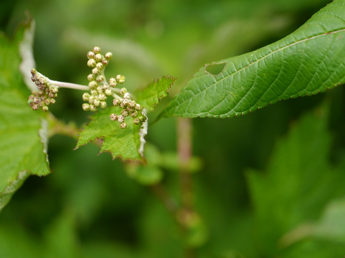 Filipendula vestita, photograph 3