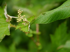 Filipendula vestita
